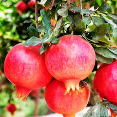 Pomegranate Fruit Tree Seeds for Planting Outdoor-Perennial Punica Granatum Seeds Tasty Sweet Great Home Garden Gift
