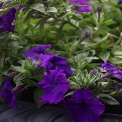 Annual Petunia Alderman Flower Seeds for Planting