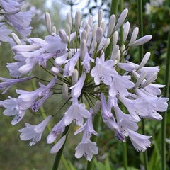 Agapanthus africanus 'Windsor Grey'