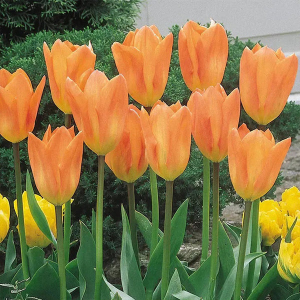 Bonsai Rare Color Tulip Seeds