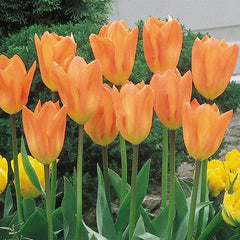 Bonsai Rare Color Tulip Seeds