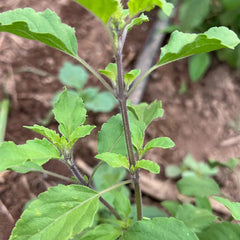 Tulsi / Holy Basil: Rama