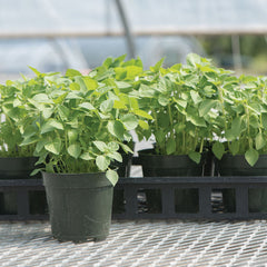Kapoor Tulsi (Holy Basil)Organic Basil Seed