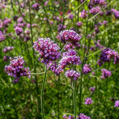 Perennial Verbena Bonariensis Purpletop Vervain Flower Seeds for Planting