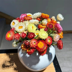 Mixed Strawflowers Helichrysum Flower Seeds-Everlasting Daisy