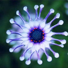 Rare Blue Daisy Colorful Flowers Seeds Garden Plants