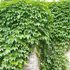 Ivy Vine Liana Seeds Green Vines Climbing Beautiful Ground-Creeping Plants Bonsai Home