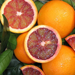 Blood orange tree seeds fast growing juicy non-GMO suitable for patio