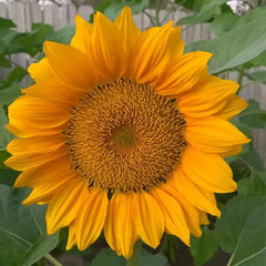 Gold Lite Sunflower Seeds