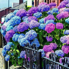 Blue Pink Purple Hydrangea Seeds Stunning and Resilient Perennial Flowers for Your Garden