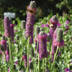 Beneficial Bug Haven Wildflower Seed Mix