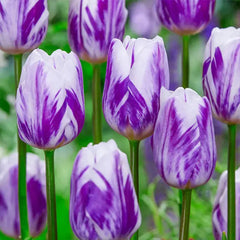 Bonsai Rare Color Tulip Seeds