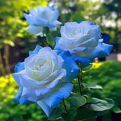 Broken Ice Blue Rose Seeds - Rare
