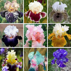 Multi-Varieties Iris Fall Planting