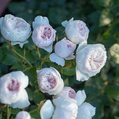 Earth Angel Pink Floribunda Rose Bush, Cupped Peony Shaped Blooms