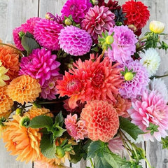 Rare Mix Dahlia Pompon Flower Seeds Variabilis Beautiful 　