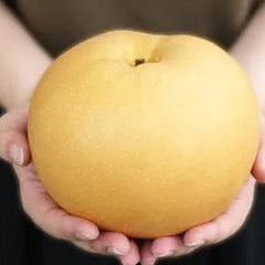 Akizuki Pear Seeds-Big, sweet, and juicy