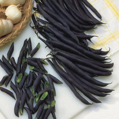 Bean, Bush, Purple Queen