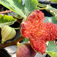 Rainbow Figs Seeds higher quality