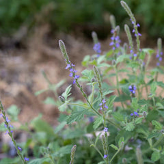 Western Vervain