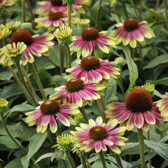Green Twister Coneflower Seeds - Rare Pink & Lime Hardy Perennial Pollinator Flower