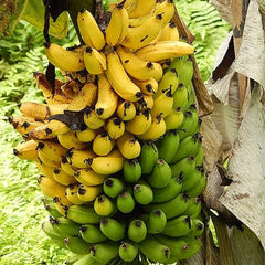 Musa Acuminata Banana Fruit Tree Dwarf Houseplant Sweet Fruit