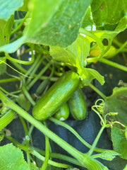 Mini-Me F1 Organic Cucumber 20 Seeds - Seedsplant