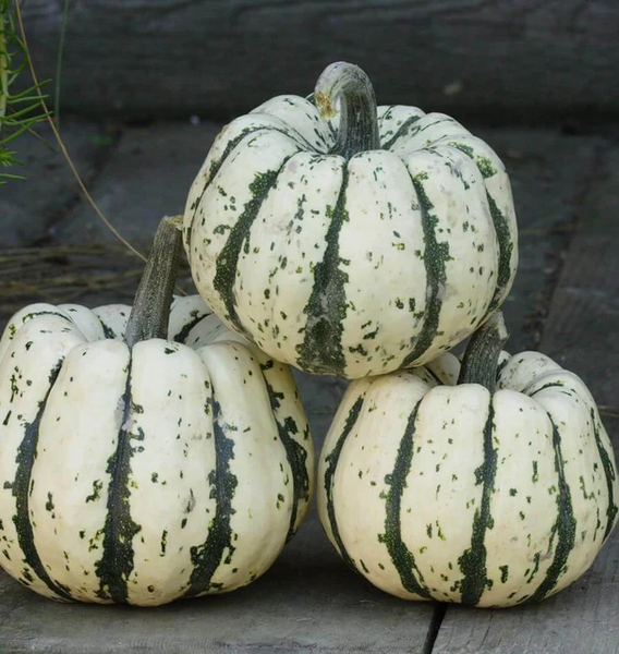 Sweet Dumpling Acorn Squash Seeds