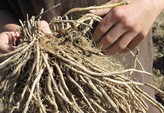 2 Year Roots,Large,green spears tipped,Vegetable