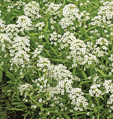 Sweet Alyssum Cover Crop 500 Seeds - Seedsplant