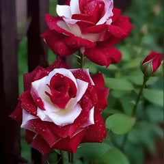 Rare Twin Roses - Seeds