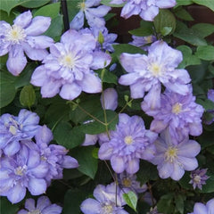 Climbing Clematis Seeds