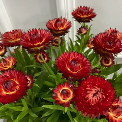 Straw Chrysanthemum