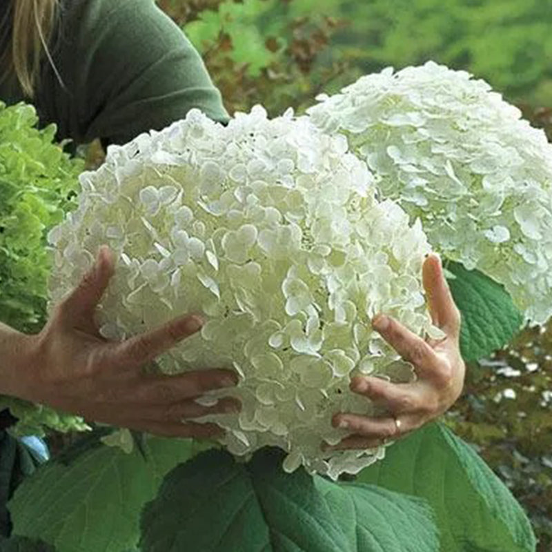 Hydrangea Seed Bonsai Flower Seeds Hydrangea Perennial Garden HomeCut Flower Gardens - Seedsplant