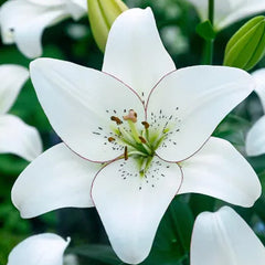 Oriental Perfume Lily Seeds