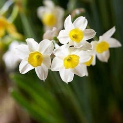 Narcissus Paperwhite 'Wintersun' (10 Pack) Large Plant Bulbs for Indoor Forcing - Fragrant White & Yellow Indoor Flowering Blooms for Holidays