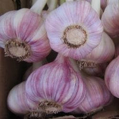 Chesnok Red Garlic, 2 Nice Bulbs. Great for Fall Planting! Non GMO garlic seeds for planting