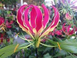 2 Large  Flame Lily bulbs,  Gloriosa Lily - Climbing Vine - One Large Tuber  Natural torch lily bulbs fire lily bulbs