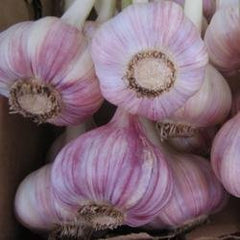 Chesnok Red Garlic, 2 Nice Bulbs. Great for Fall Planting! Non GMO - Seedsplant