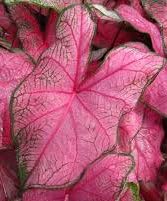 (3) Fannie Munson Caladium Bulbs, Pretty Pink and Green Coloring, Great For Nice Colorful Foilage throughout your Garden