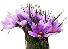 10 Saffron Sativus Crocus Corms - Instructions Will be Included