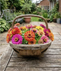 100 Mixed Color Zinnia Seeds for Planting - Heirloom Mixed Color Zinnia Flower Seeds for Home Garden