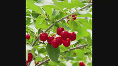 Wowza!® Cherry Bush