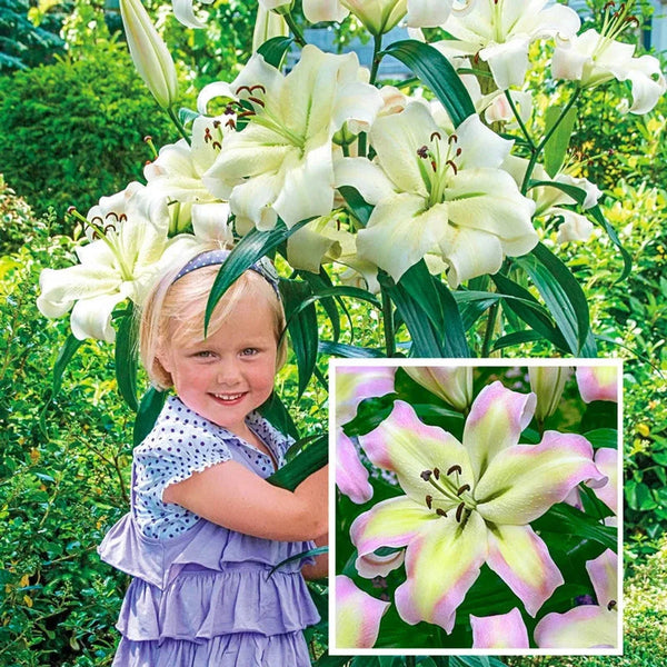 Pretty Woman Lily Tree