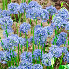 Azure Allium