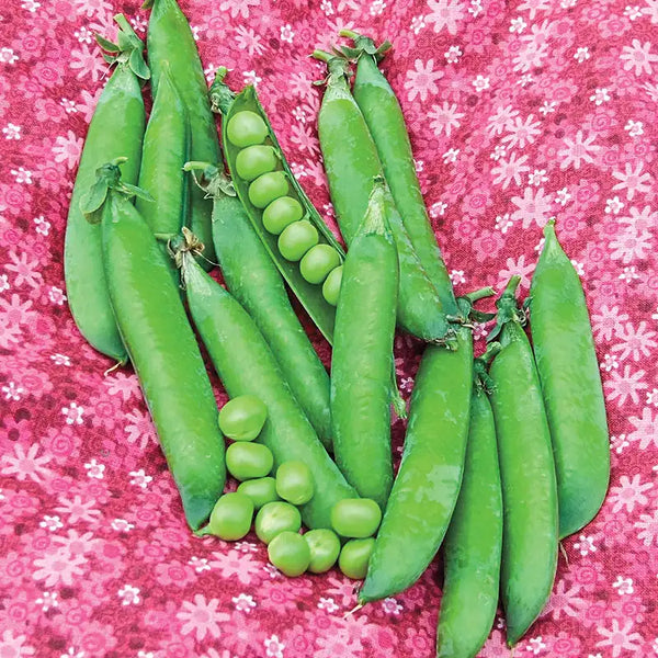 Sweet Pick Pea Seed