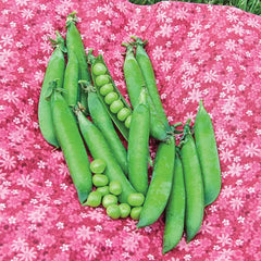 Sweet Pick Pea Seed