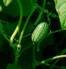Cucamelon Cucumber 15 Seeds