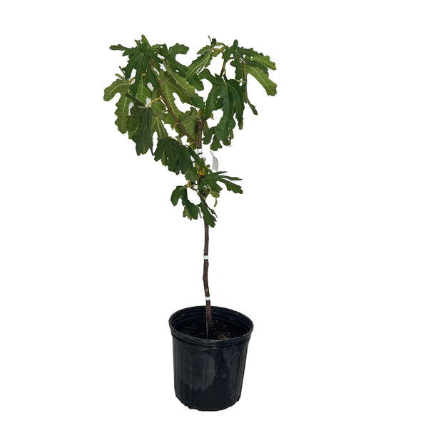Black Mission Fig