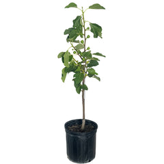 Fignomenal Fig